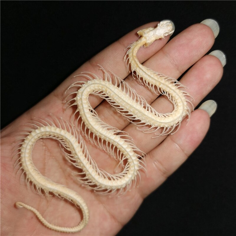 30cm snake skeleton model Collection snake bone specimen educational model Home decoration Crafts