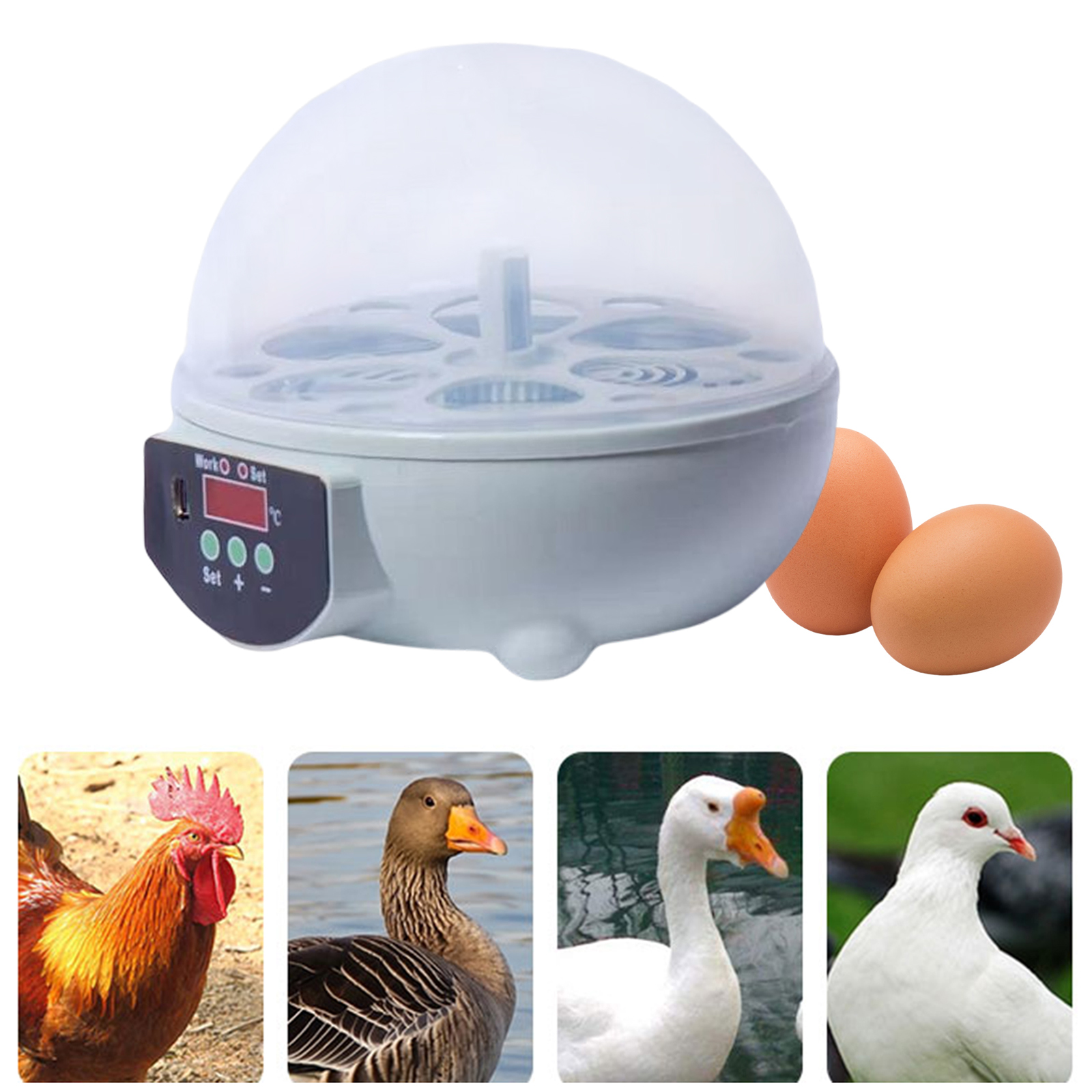 Mini incubadora Digital de 6 huevos para aves de corral, Control de temperatura, Candler de huevos para aves, Ganso, pollo, pato, codorniz, suministros