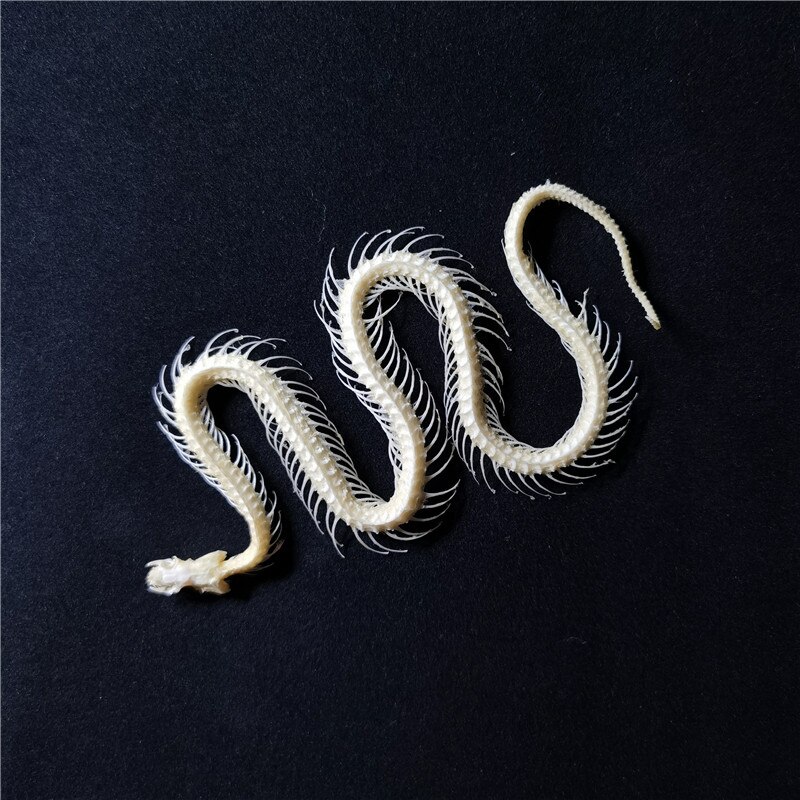 30cm snake skeleton model Collection snake bone specimen educational model Home decoration Crafts