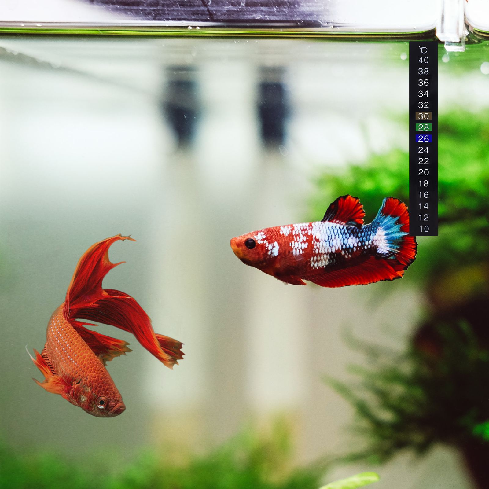 10pcs Traditional Stick-on Digital Temperature Thermometer Strip Degree Celsius System Display