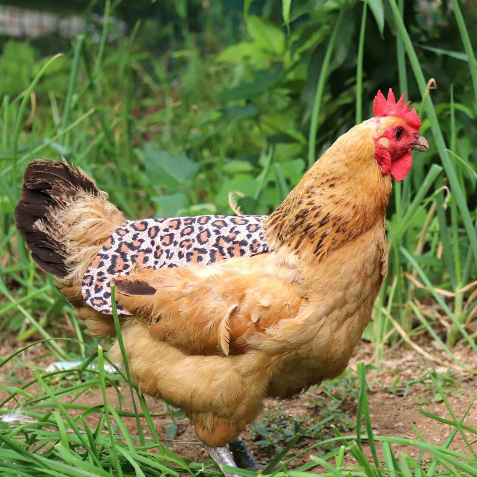 Kip Schort Vest Kip Zadel Kleding Voor Gevogelte Kip Eend Enkele Band