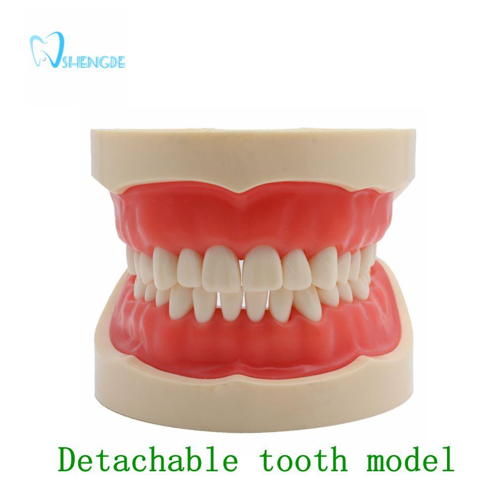 Dental Teaching Model Teeth Model Standard Model with 32 Screw-in Teeths Demonstration Soft Gum