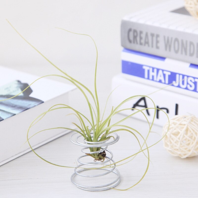 Support de Tillandsia de table de fil de ressort de plante d'air affichage de bureau Miniature décorations de jardinage à la maison