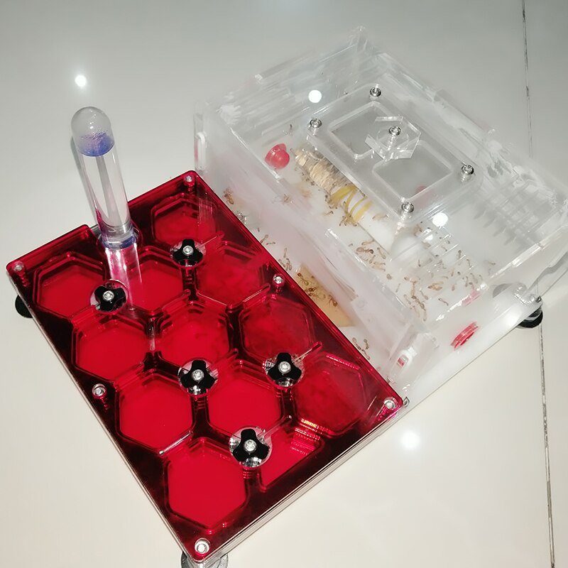 Czarne gniazdo mrówek mrówka o strukturze plastra miodu mrówka akrylowa mrówka mrówka mrówki mrówki mrówki: z board