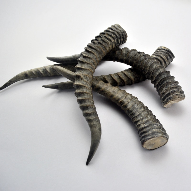 Naturalne rogi antylopowe wystrój poroża zrobić rękojeść noża materiał