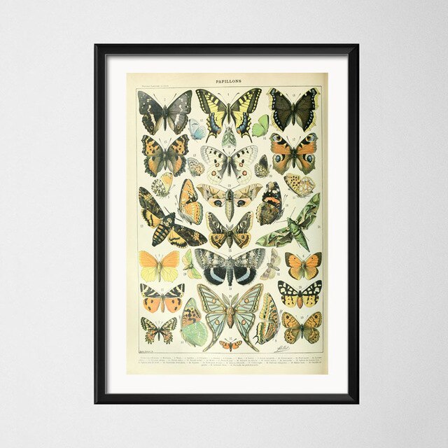 Vintage style toile peinture affiche insecte spécimen peinture de décoration Kraft papier affiche pas de cadre: Rouge / 42x30cm No Frame