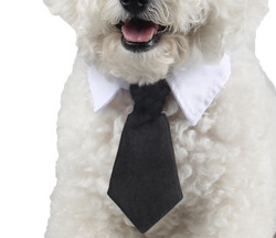 Pet Dog Cat Formal Necktie Tuxedo Bow Tie Black Cute Red Collar for Dog Cat Pet Accessories Suit for Small Medium Dogs and Cats: black / S