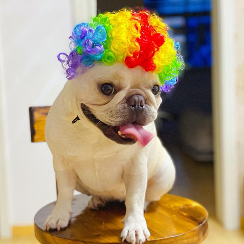 Cosplay Hond Pruik Kostuum Vermomming Pruiken Voor Honden Katten Grappige Halloween Pak Kerst Huisdieren Hond Accessoires Franse Bulldog: Colorful curls