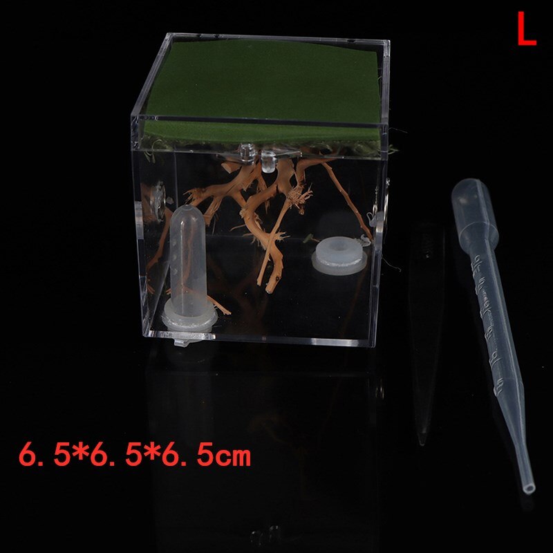Black Widow Spider Small Insect Breathable Terrarium Transparent Reptile Breeding Box Assembled Eco Box: L
