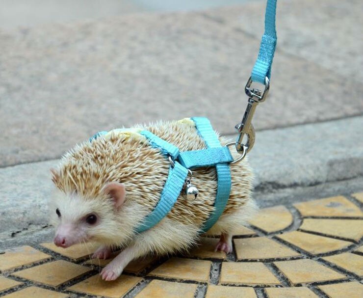 Adjustable hedgehog Harness for Training Playing traction rope