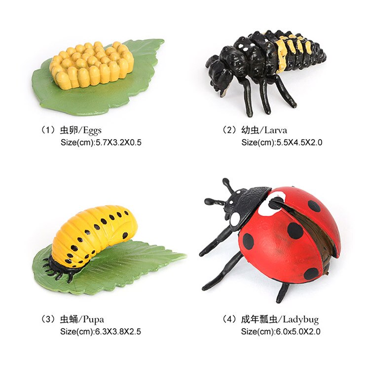 10 Sets Animal Life Growth Cycle Simulation Model Bee Ladybird Spider Bettle Butterfly Biology Nature Learning Toys: Light Grey