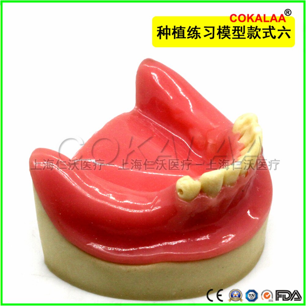 Matériel dentaire de bonne , modèle dentaire pour implant oral, chirurgie du sinus maxillaire, équipement pour les gencives souples, 1 pièces