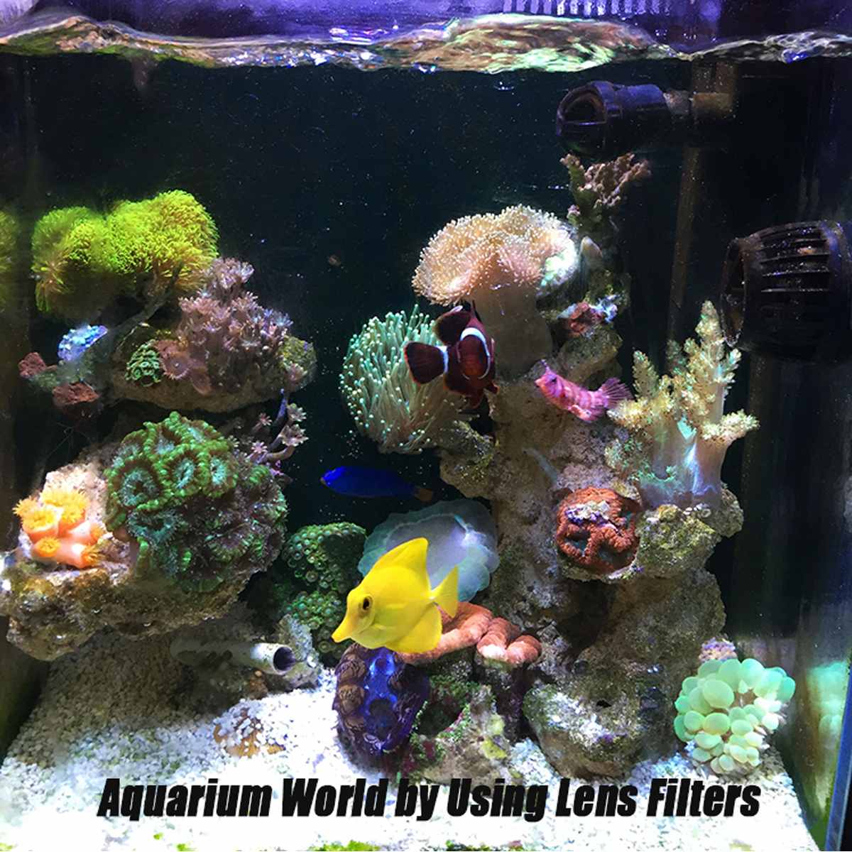 Tanque de peces de acuario arrecife de Coral lente lentes de filtro de cámara de teléfono + 1 lente Macro pescado terrario acuático Accesorios