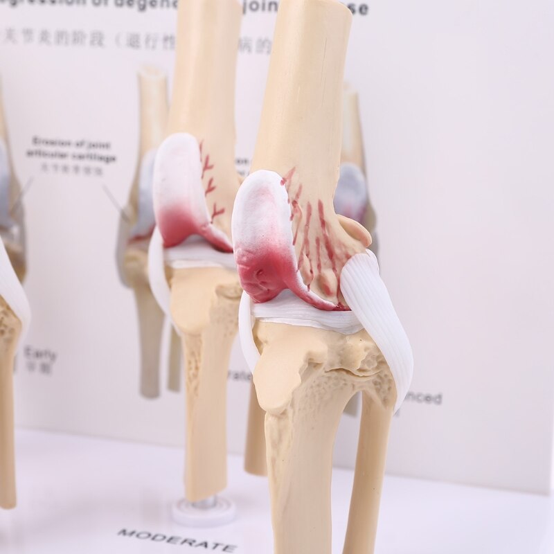 Animal Dog Canine Knee Joint Model Skeleton Veterinary Teaching Research Display