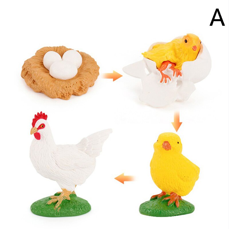 Cognitive Toy Simulation Life Cycle Animals Plant Growth Cycle Model Science Educational Toys For Children: A