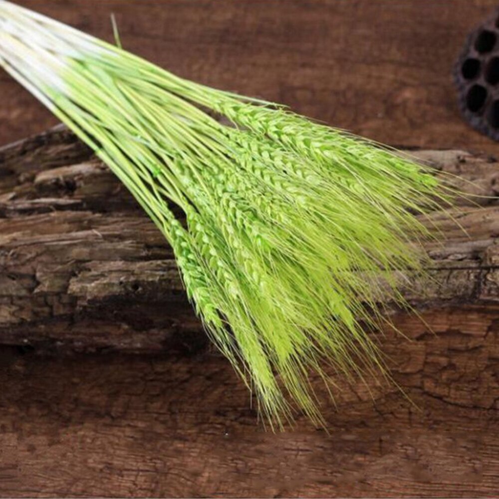 50Pcs/lot Real Wheat Ear Flower Natural Dried Flowers or Wedding Party Decoration DIY Craft Scrapbook Home Decor Wheat Bouquet: Green
