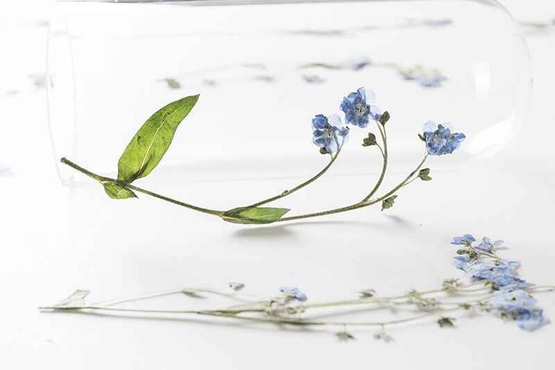 Fleur séchée Myosotis Sylvatica avec tige, goutte à goutte, colle, étui de téléphone portable, fabrication de bijoux, 12 pièces/paquet