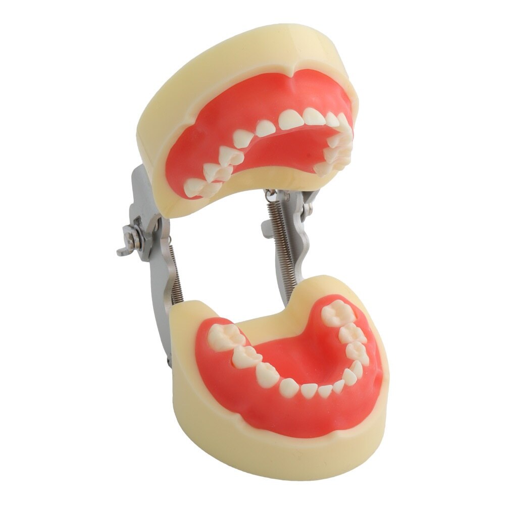 Child Teeth Model 24pcs m7014 with soft Gum /Dental Study teeth Model Dental training Tooth model for Kids