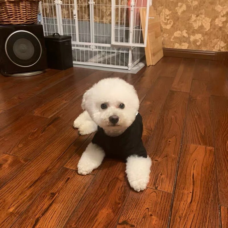 Hondenkleding voor kleine honden, lente zomer, korte mouwen, schnauzer, yorkie, teddy, pomeriaan, corgi, mopshond, gkc 19