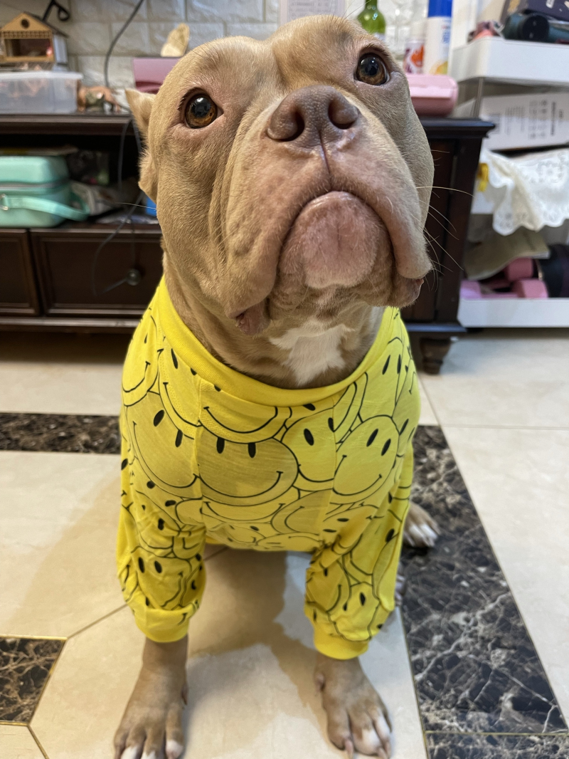 Ropa de Bull Terrier para Bulldog Francés, traje para perro Bulldog americano, Bulldog Francés, Samoyed Corgi, Husky, Labrador, Golden Retriever
