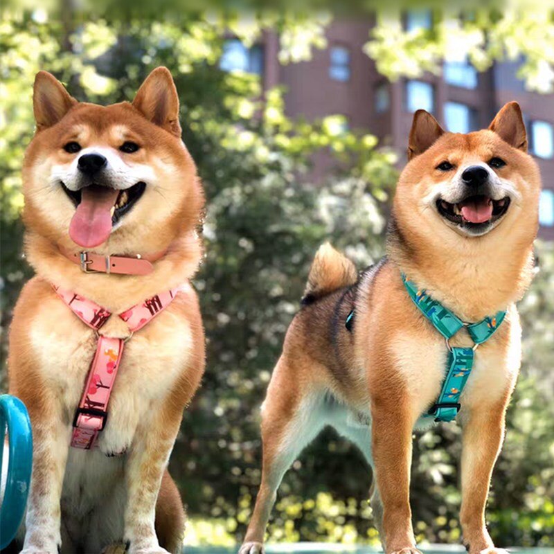 Harnais pour chien en forme de H petit moyen grand chien gilet style chien harnais Shiba Inu Corgi Golden Retriever Labrador accessoires pour chiens