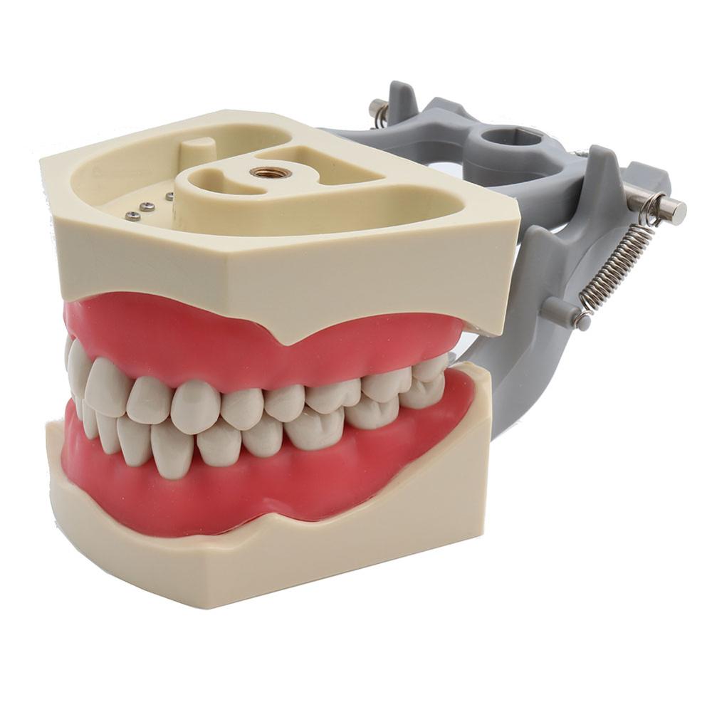 ADC Accredited Model Dental Teeth Model Dental Teaching Model Demonstration Tooth Model With Removable 32 pcs Teeth