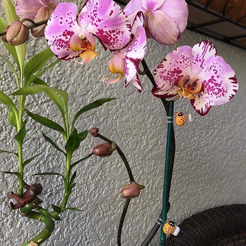 30 stk orkidé klips, mariehøne plante klips, have støtte klips holdbare plante blomster stilk klips, have tomat trellis clips
