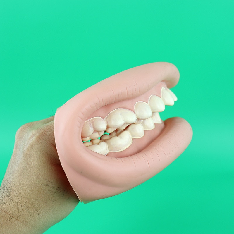 Tandplejemodel forstørret tand underviser demonstrationsmodellen hånddukketænderplejebørste ren model