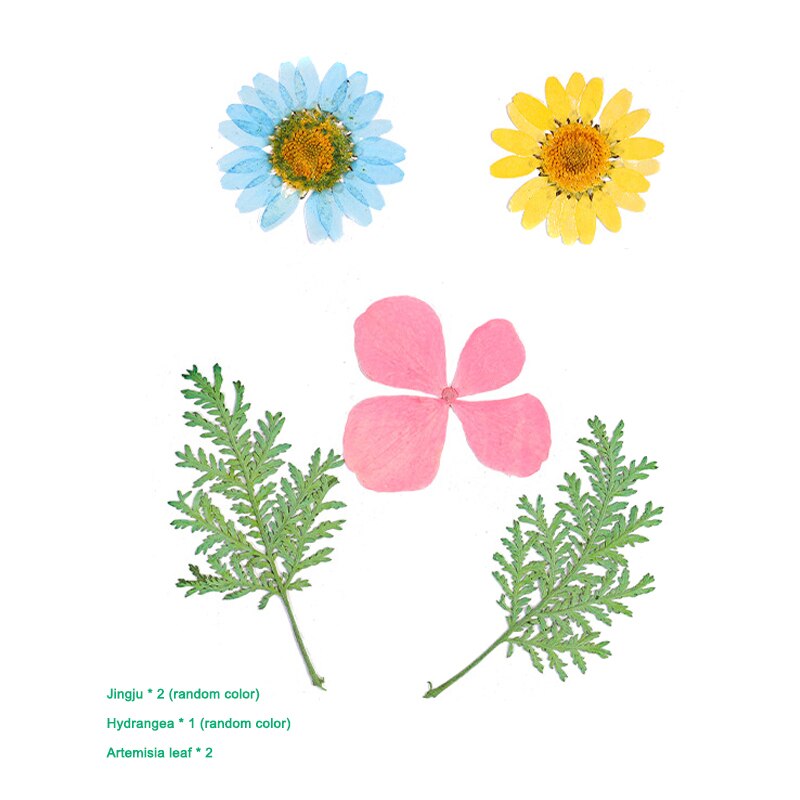 Bra hälsosam pressad blomma blandade torkade blommor gör-det-själv konst blomdekor samling hantverk gör-det-själv: A 14