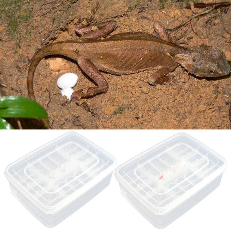 Bandeja de huevos de reptiles, máquina para incubar huevos de lagarto, caja de huevos Gecko, dispositivo de incubación dedicado, proveedor de incubadora de tortugas