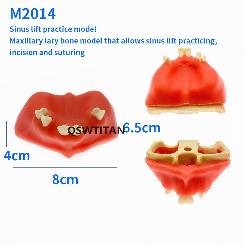 Zahn Sinus Aufzug Praxis Zähne Modell Zahn Lehre Zahn Modell Simulation Modell Typodont Studie Modell