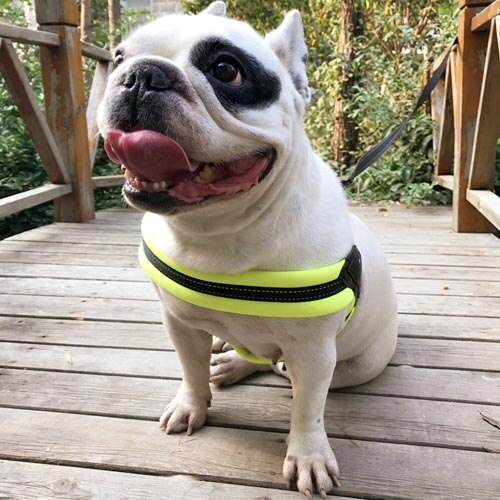 Dog Harness en Leash Set Honden Kraag Pet Vest voor Grote Middelgrote Kleine Honden kraag perro szelki dla psa coleira para cachorro: Green / XS