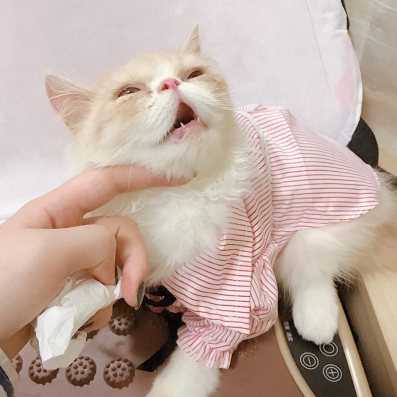 Doux rayure chat de compagnie chemise jupe coton chat vêtements été animaux robes pour petits chats chien Katten vêtements Kedi ropa para gato