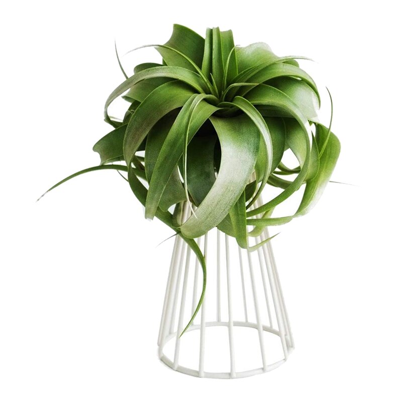 Soporte para clavel de aire Tillandsia de Metal, para interior, de mesa, grande, para plantas, soporte para plantas, 2 unidades