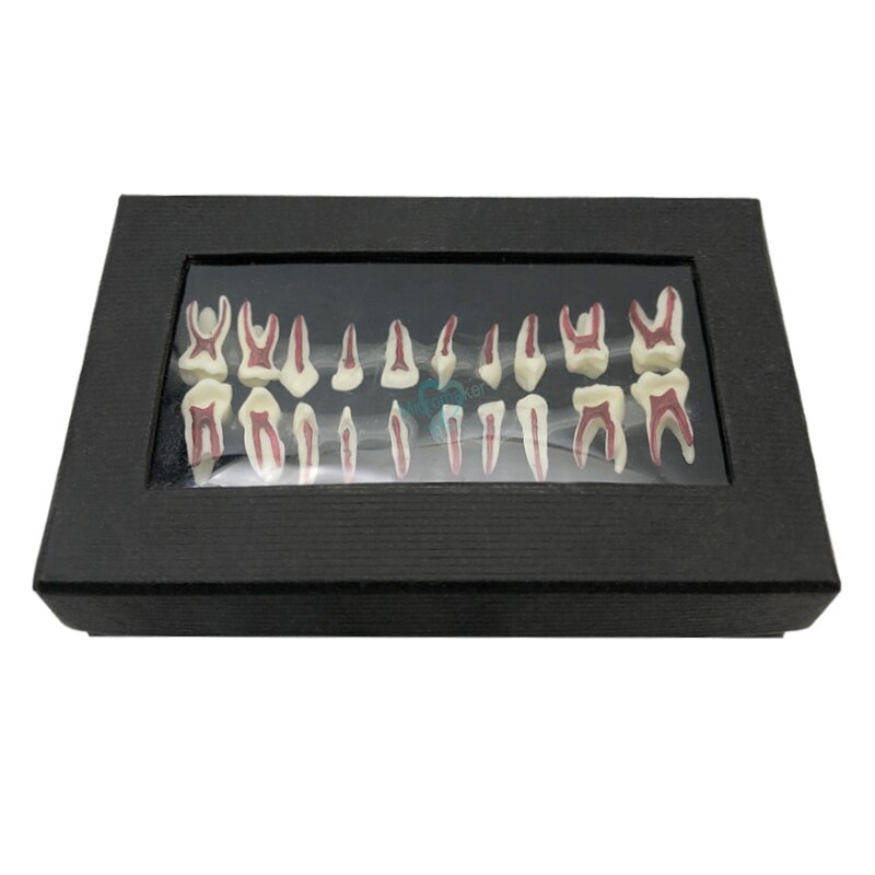 1Box Dental Oral Anatomical display model Teaching Model Dental Oral Deciduous Teeth Model Child&#39;s deciduous tooth