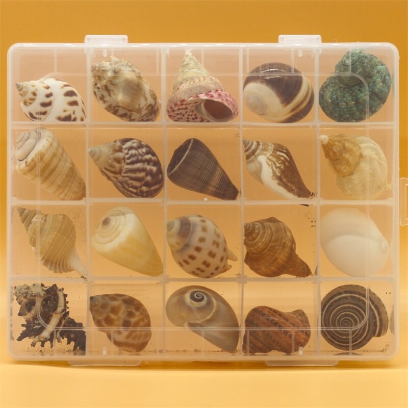 Natuurlijke Schelp Zeester Exemplaren Box Voor Kinderen Voorschoolse Mariene Biologie Populaire Wetenschap Decoratie Ambachten