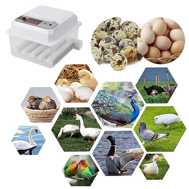 Fazenda aves totalmente automático girando incubadora de ovos duplo-elétrico mini chocadeira doméstica para frango ganso pato pássaro 16 ovos 220v