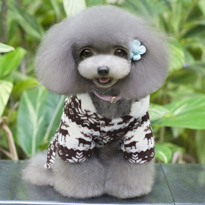 Transer-Sudadera con capucha para perro, ropa de perro mascota cálido, Mono para cachorro, abrigo con capucha, sudaderas con capucha para perros, ropa para perros 2019P30: T