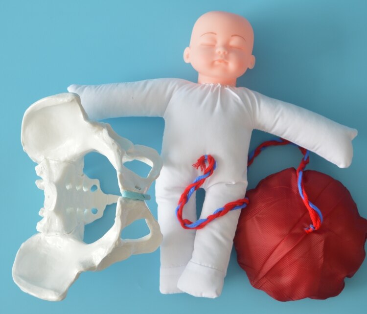 Menselijk Levering Demonstratie Bekken Onderwijs Anatomie Model Foetus Navelstreng Placenta Model Medisch Gebruik Gezinsplanning Model