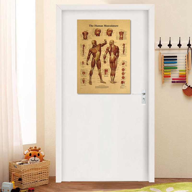 Human Body Illustration-Muscle Tissue Kraft Paper Retro Poster Classroom Museum Decoration Painting