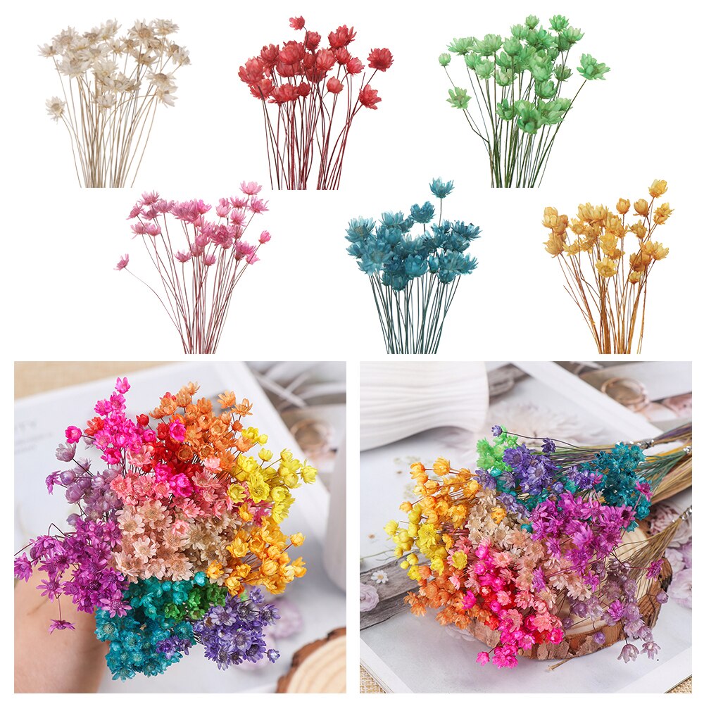 Flores secas frescas naturales de margaritas, ramo para la boda, decoración del hogar, Fondo de fotografía