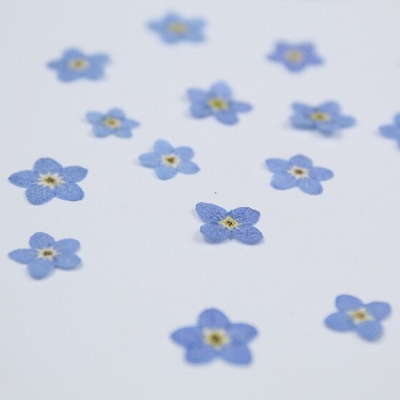20pcs/0.5-1cm,Pressed mini forget-me-not flowers petals,Nature Real dried Flower DIY nial art Craft Photo Bookmark Cards