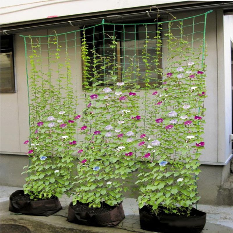 Tuin Planten Klimmen Netto Plastic Nylon Morning Glory Bloem Wijnstok Netting Groeien