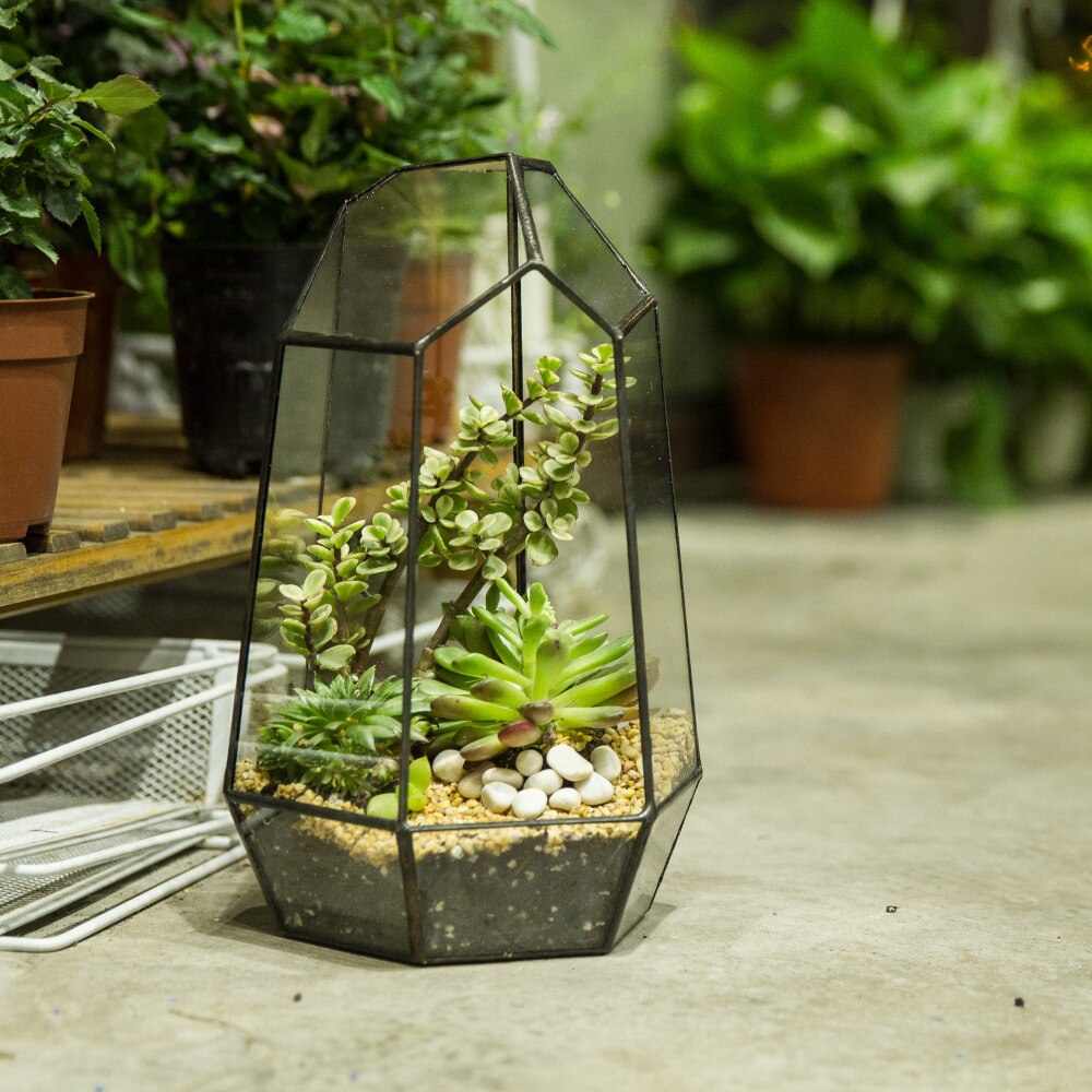 Glas terrarium planter have bordplade miniature uregelmæssig geometrisk glas blomsterpotte til sukkulenter mos bregner plante terrarium