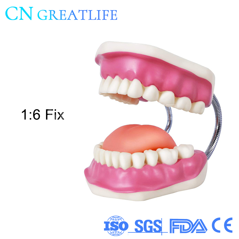 Good Typodont Teeth Model Practical False Dental Teeth Model Teeth Model for Studying: 1 to 6 fix
