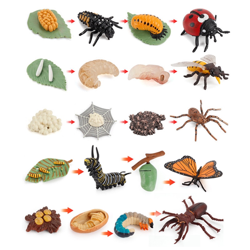 10 Sets Animal Life Growth Cycle Simulation Model Bee Ladybird Spider Bettle Butterfly Biology Nature Learning Toys