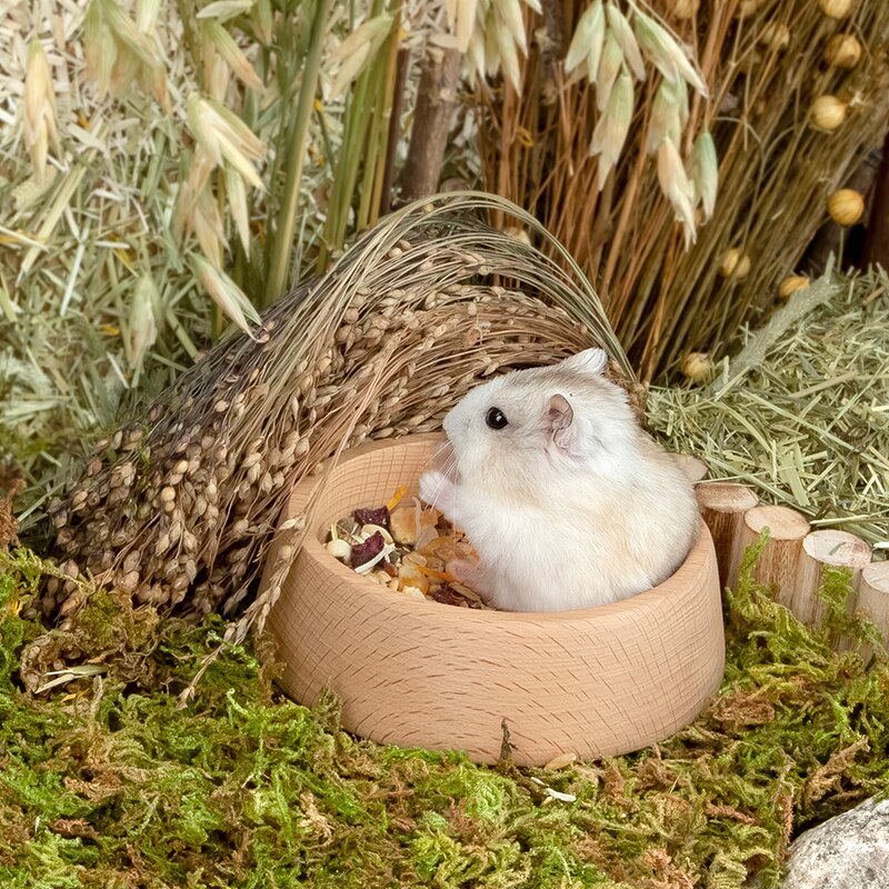 Bol en hêtre naturel pour Hamster, bol d&#39;alimentation pour petits animaux, plat de nourriture pour Hamster, Rat nain, Chipmunk, accessoires
