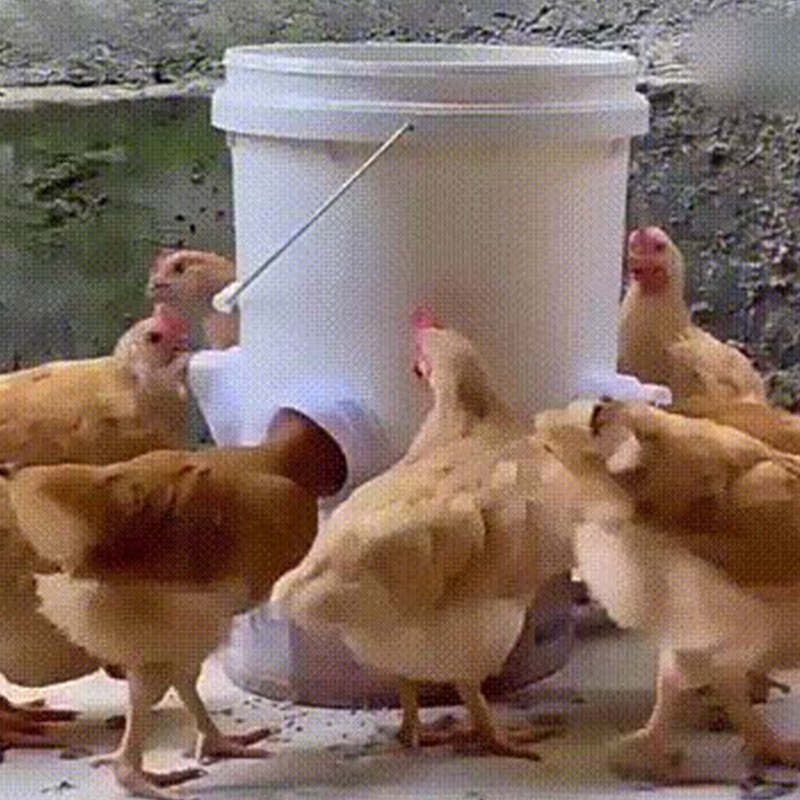 Podajnik drobiu zawodowiec podajnik kaczek z 4 portami podajnika podajniki drobiu plastikowy automatyczny podajnik grawitacyjny