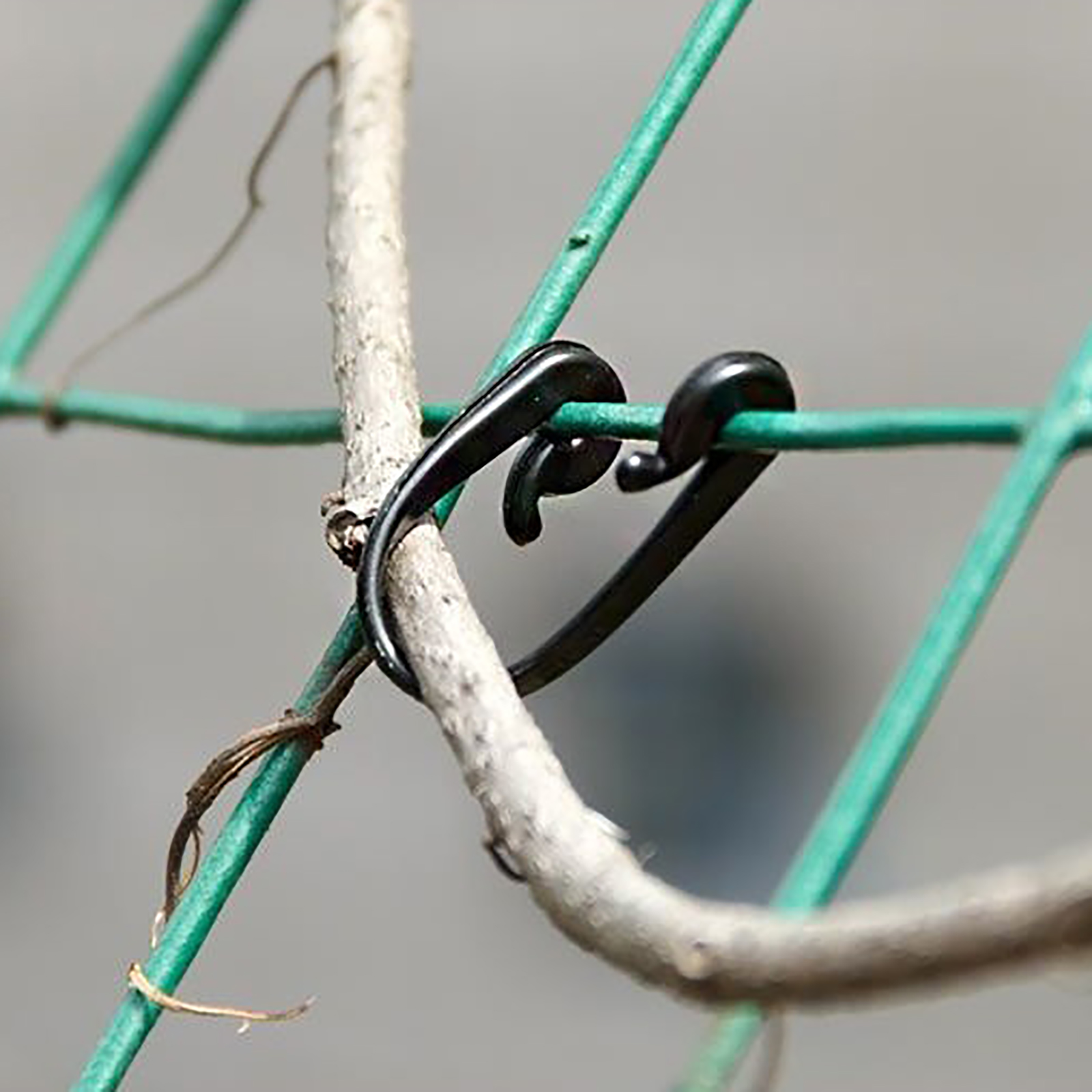 Gancho de amarre de vides de 1000 piezas, Clips de sujeción de tallo de tomate, kiwi, uva, pepino, rama de fruta vegetal, hebilla atada, soporte de escalada