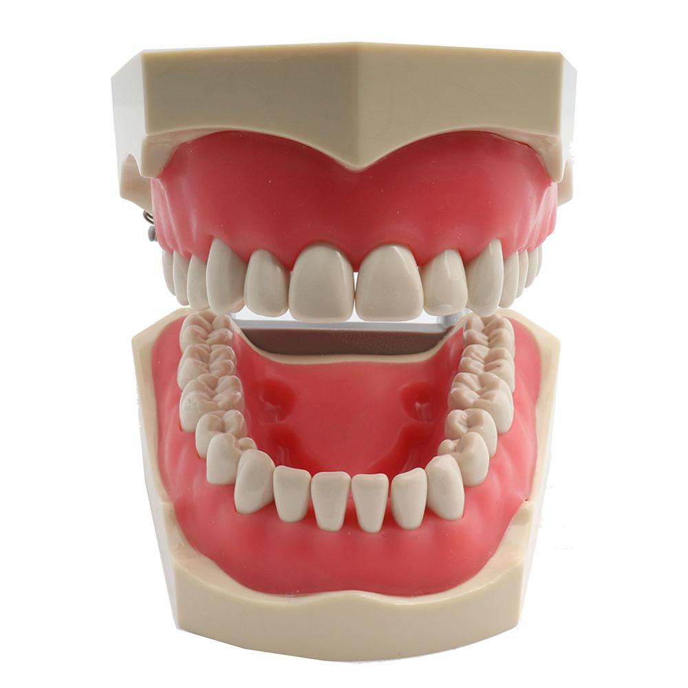 ADC Accredited Model Dental Teeth Model Dental Teaching Model Demonstration Tooth Model With Removable 32 pcs Teeth